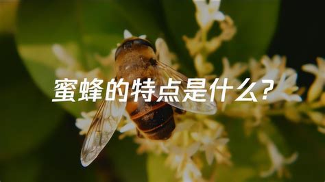 蜜蜂代表什么|蜜蜂的象征意义